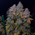 Gorilla Frost (Silent Seeds) Semillas de marihuana feminizadas, puntas principales.