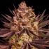 Semilla de marihuana feminizada Biscotti Mintz Barney's Farm Seeds