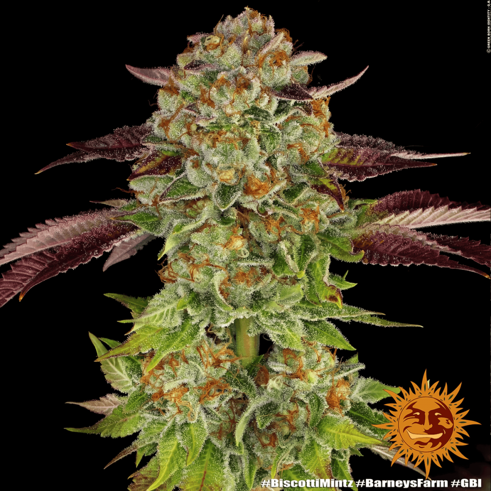 Semilla de marihuana feminizada Biscotti Mintz Barney's Farm Seeds, punta principal.