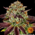 Semilla de marihuana feminizada Biscotti Mintz Barney's Farm Seeds, cogollo enorme.