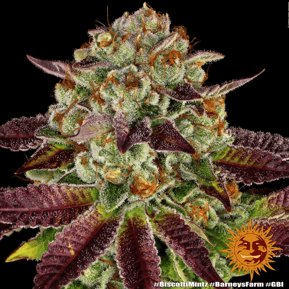 Semilla de marihuana feminizada Biscotti Mintz Barney's Farm Seeds, cogollo enorme.