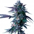 Semillas Feminizadas CHOCOLOPE (DNA Genetics) Cogollo