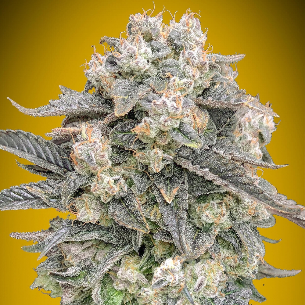 AUTO MIMOSA (00 Seeds) Semillas de marihuana feminizadas autoflorecientes, cogollo resinoso.