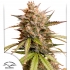 Semilla de marihuana feminizada Auto Melonade Runtz de Dutch Passion, carátula.