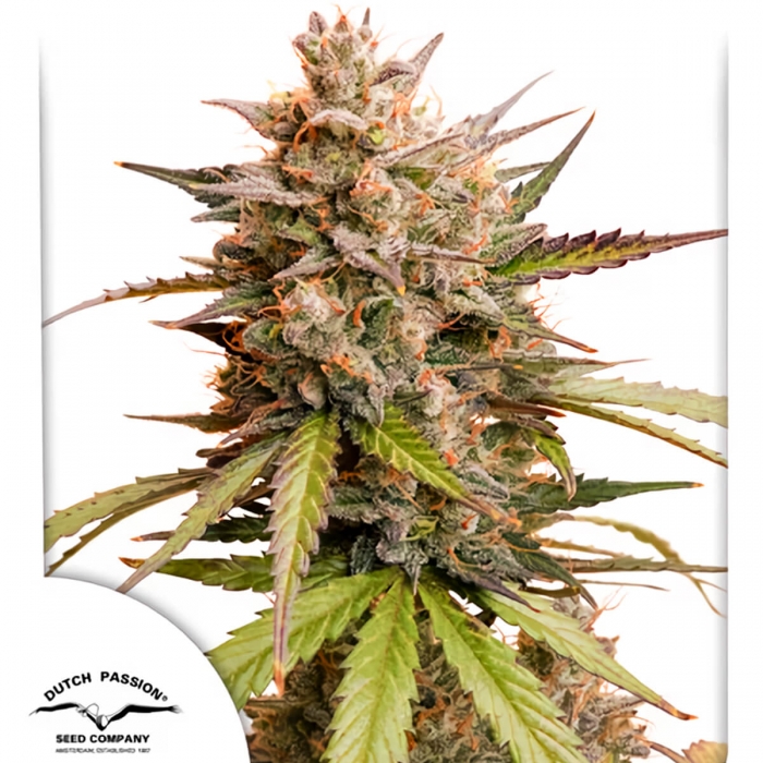 Semilla de marihuana feminizada Auto Melonade Runtz de Dutch Passion, carátula.