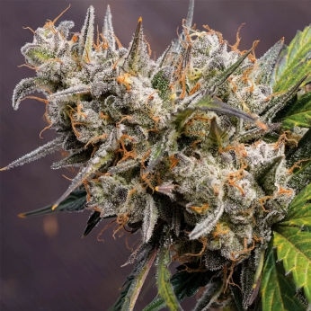 Semilla de marihuana feminizada Auto Melonade Runtz de Dutch Passion, cogollo resinoso.