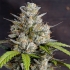 Semilla de marihuana feminizada Auto Melonade Runtz de Dutch Passion, cogollo compacto.