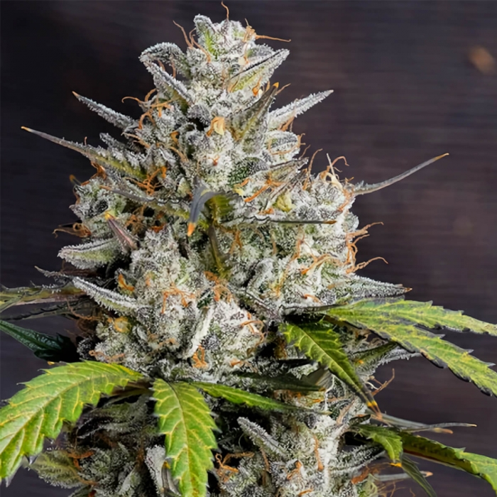 Semilla de marihuana feminizada Auto Melonade Runtz de Dutch Passion, cogollo compacto.
