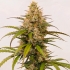 Semilla de marihuana feminizada Auto Melonade Runtz de Dutch Passion, punta principal.