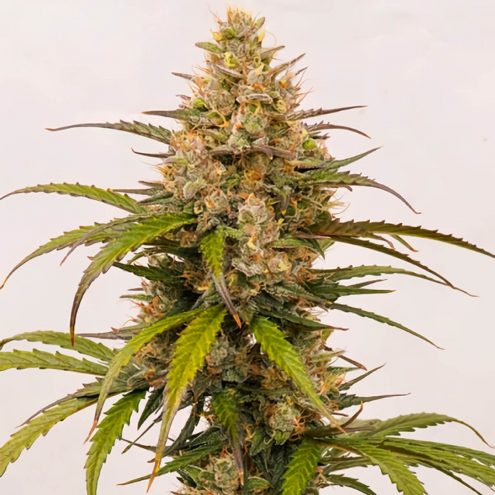 Semilla de marihuana feminizada Auto Melonade Runtz de Dutch Passion, punta principal.