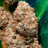 Semilla de marihuana feminizada Auto Melonade Runtz de Dutch Passion, cogollo seco.