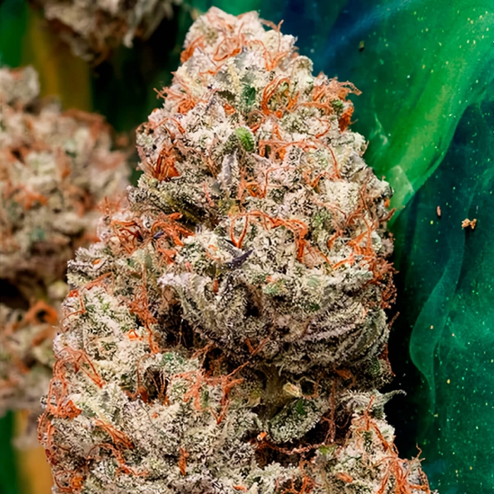 Semilla de marihuana feminizada Auto Melonade Runtz de Dutch Passion, cogollo seco.