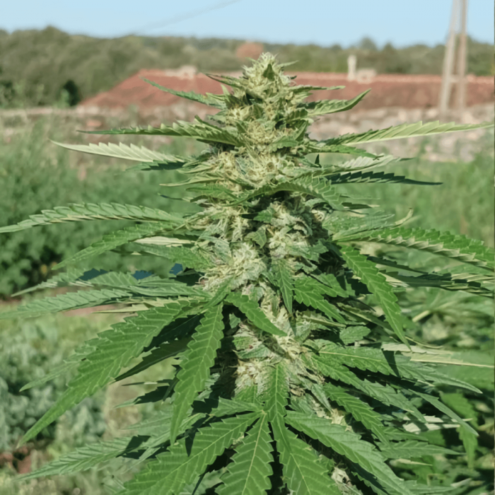 Semillas de marihuana feminizadas Pink Mintz de Conscious Seeds, punta principal.