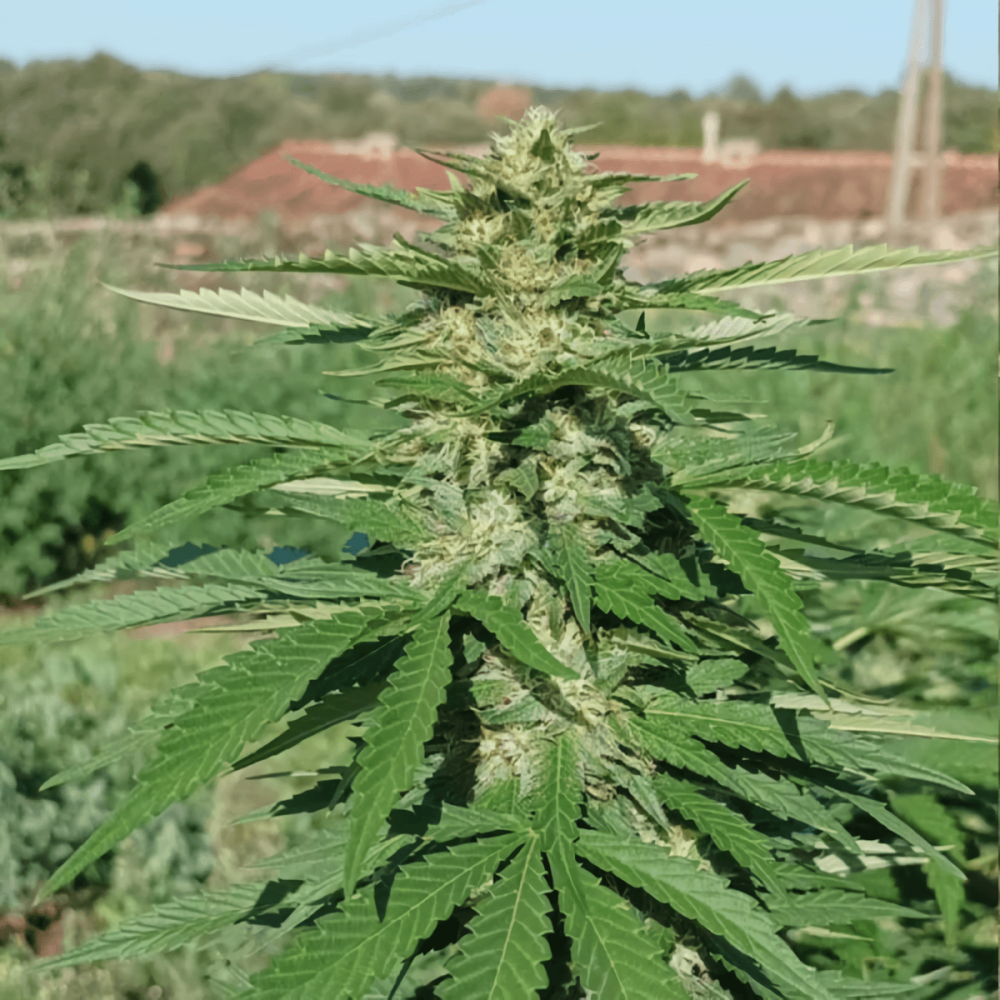 Semillas de marihuana feminizadas Pink Mintz de Conscious Seeds, punta principal.