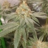 Semillas de marihuana feminizadas Pink Mintz de Conscious Seeds, cogollo resinoso.