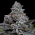 Semillas de marihuana Apple Fritter de Barney's Farm Seeds, cogollo resinoso.