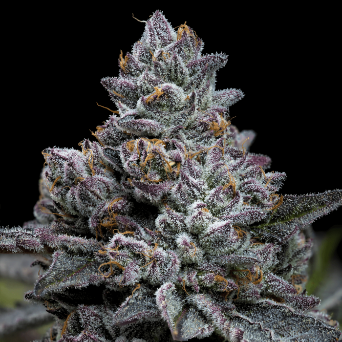 Semillas de marihuana Apple Fritter de Barney's Farm Seeds, cogollo resinoso.