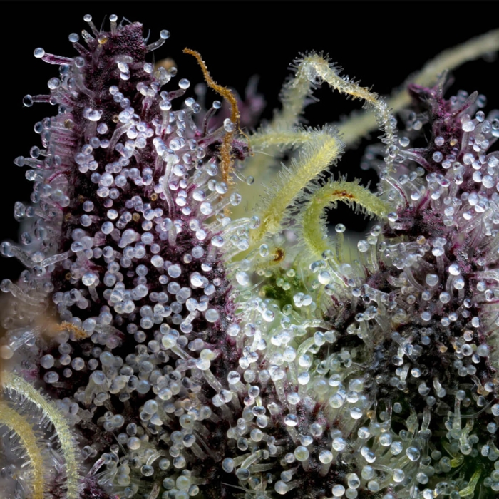 Semillas de marihuana Apple Fritter de Barney's Farm Seeds, resina.