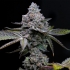 Semillas de marihuana Apple Fritter de Barney's Farm Seeds, punta principal.
