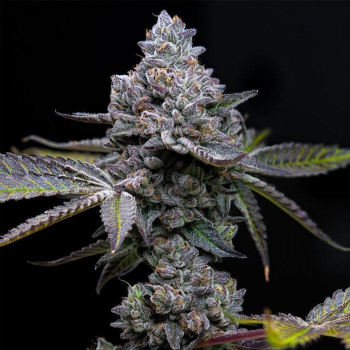 Semillas de marihuana Apple Fritter de Barney's Farm Seeds, punta principal.