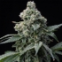 Semillas de marihuana Bruce Banner de Barney's Farm Seeds, cogollo resinoso.