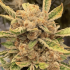 Semillas de marihuana feminizadas Sour Cuntz de Conscious Seeds, flores compactas.