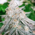 Semillas de marihuana feminizadas Frozen Rose de Conscious Seeds, resina.