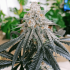 Semillas de marihuana feminizadas Frozen Rose de Conscious Seeds, cogollo resinoso.