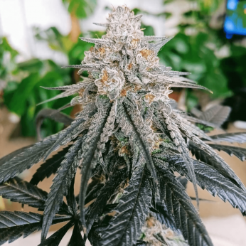 Semillas de marihuana feminizadas Frozen Rose de Conscious Seeds, cogollo resinoso.