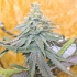 Semillas de marihuana feminizadas Frozen Rose de Conscious Seeds, punta principal.