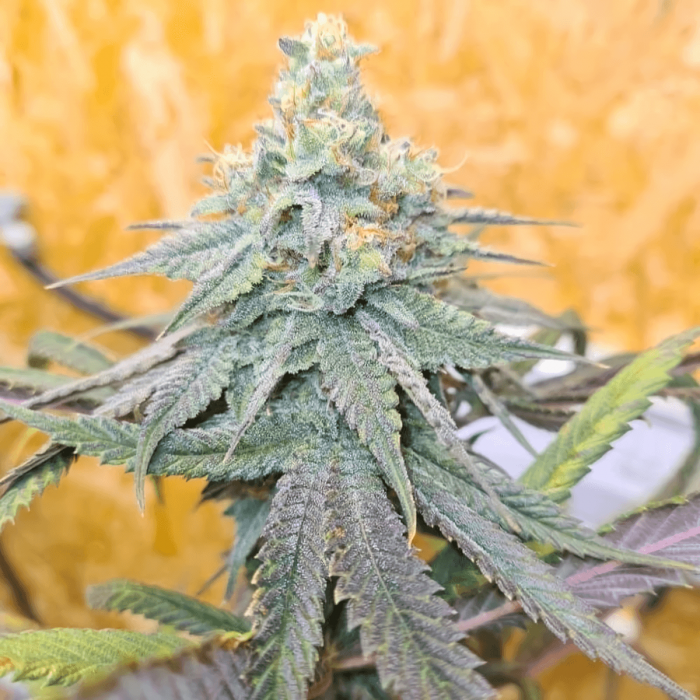Semillas de marihuana feminizadas Frozen Rose de Conscious Seeds, punta principal.
