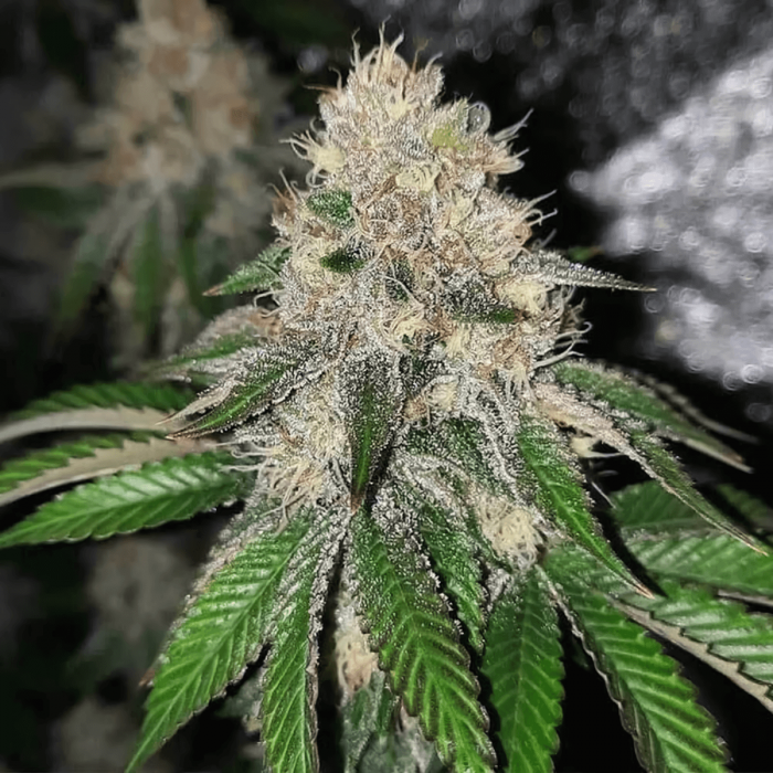 Semillas de marihuana feminizadas Frozen Rose de Conscious Seeds, cogollo enorme.