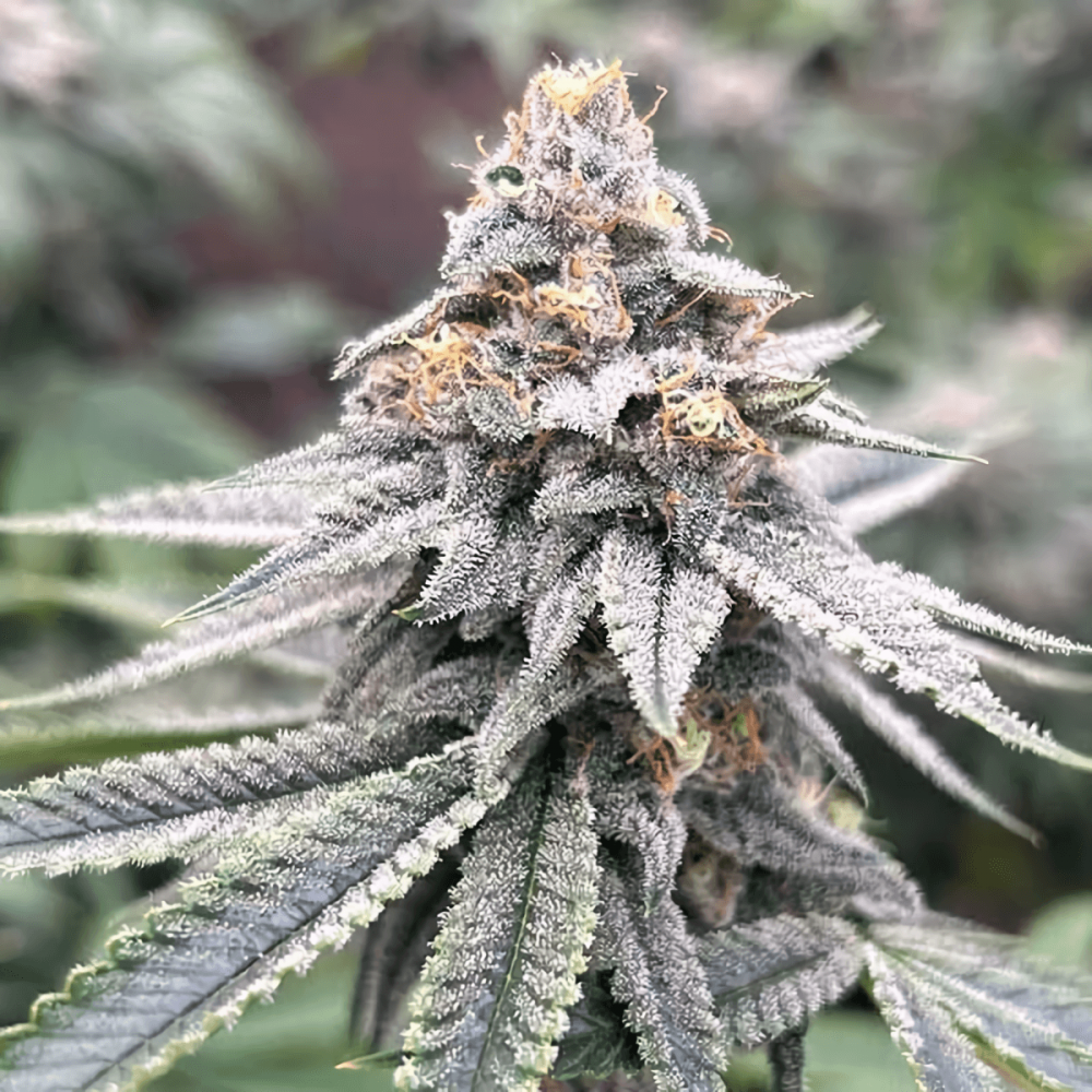 Semillas de marihuana feminizadas Blood Diamonds 2.0 de Conscious Seeds, punta principal.