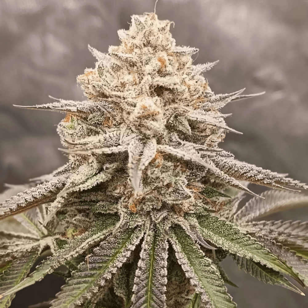 Semillas de marihuana feminizadas Orange Runtz Cake 2.0 de Conscious Seeds, cogollo enorme.