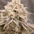 Semillas de marihuana feminizadas Orange Runtz Cake 2.0 de Conscious Seeds, resina.