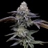 Semillas de marihuana Blue Dream de Barney's Farm Seeds, cogollo resinoso.