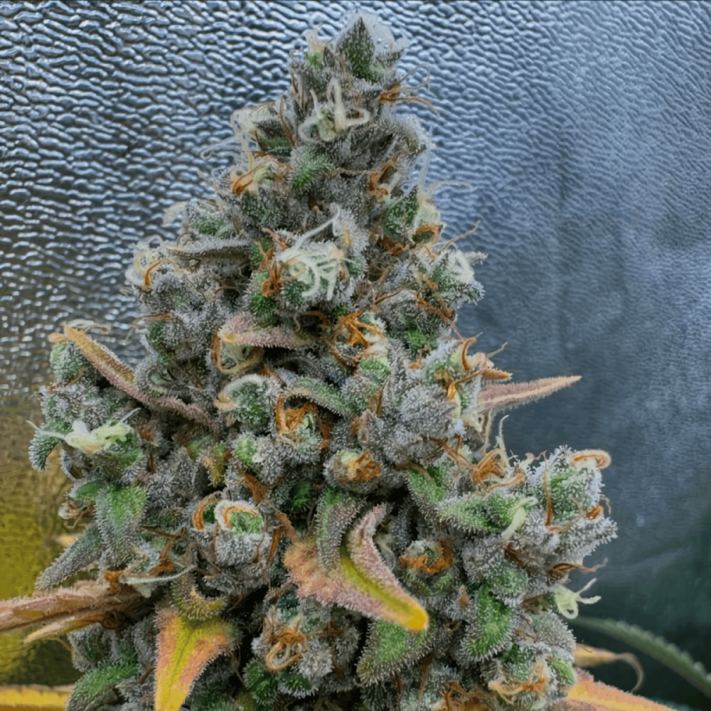 Semillas de marihuana feminizadas Pink Quavers de Conscious Seeds, cogollo enorme.