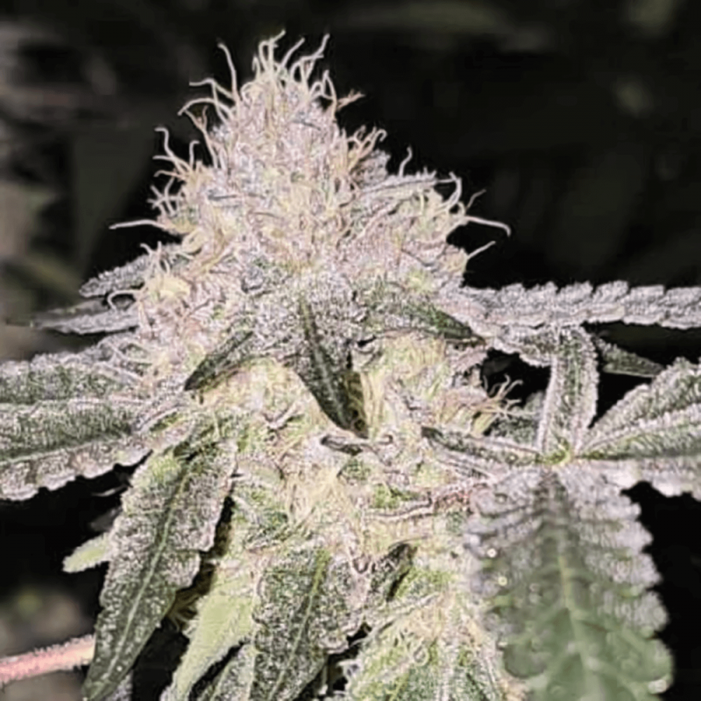 Semillas de marihuana feminizadas Pink Zheez de Conscious Seeds, resina.