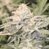 Semillas de marihuana feminizadas Pink Waferz 2.0 de Conscious Seeds, resina.