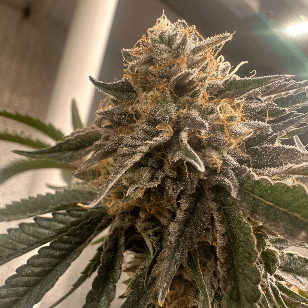 Semillas de marihuana feminizadas Pink Waferz 2.0 de Conscious Seeds, cogollo enorme.