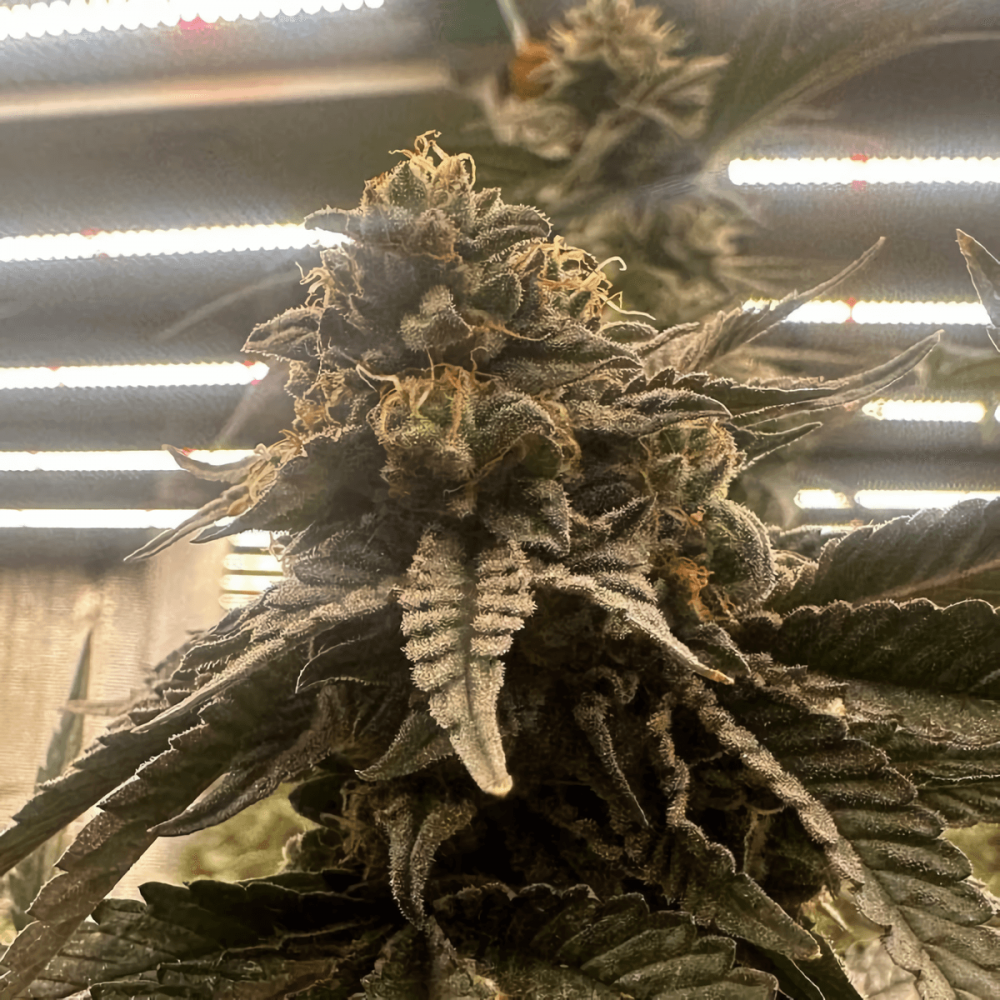 Semillas de marihuana feminizadas Pink Waferz 2.0 de Conscious Seeds, cogollo compacto.