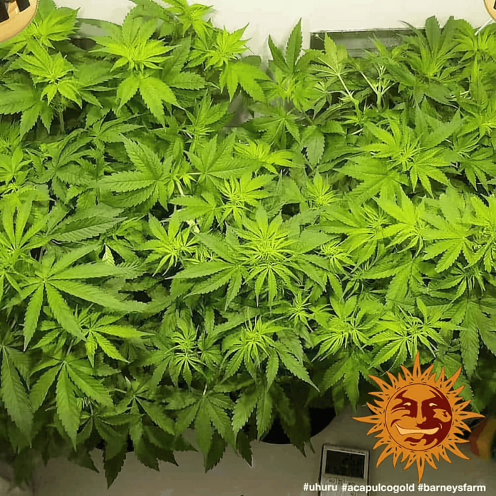 Semillas Marihuana Acapulco Gold (Barney's Farm), cultivo.