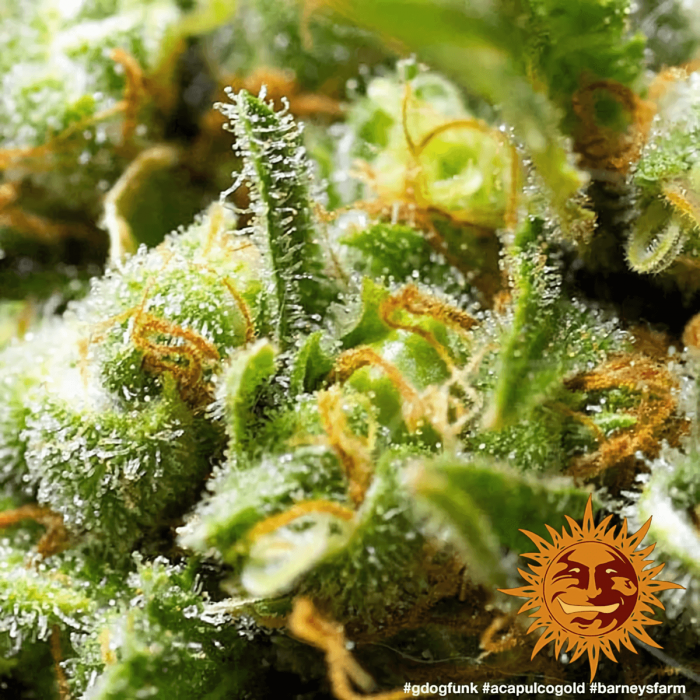 Semillas Marihuana Acapulco Gold (Barney's Farm), resina.