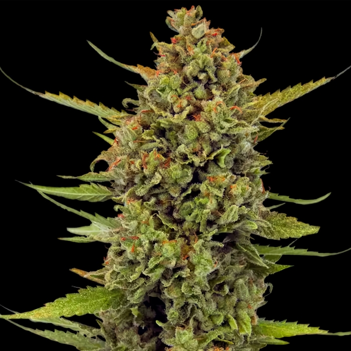 Semillas Marihuana Acapulco Gold (Barney's Farm), cogollo descomunal.