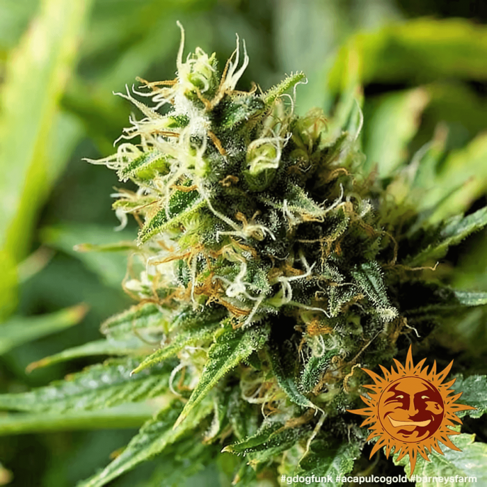 Semillas Marihuana Acapulco Gold (Barney's Farm), cogollo compacto.