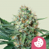 Semilla de marihuana feminizada Royal Cookies de Royal Queen Seeds, cogollo enorme.