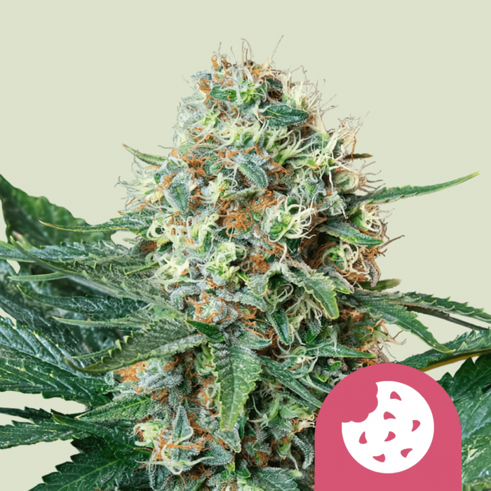 Semilla de marihuana feminizada Royal Cookies de Royal Queen Seeds, cogollo enorme.