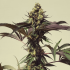 Semilla de marihuana feminizada Royal Cookies de Royal Queen Seeds, cogollo morado.