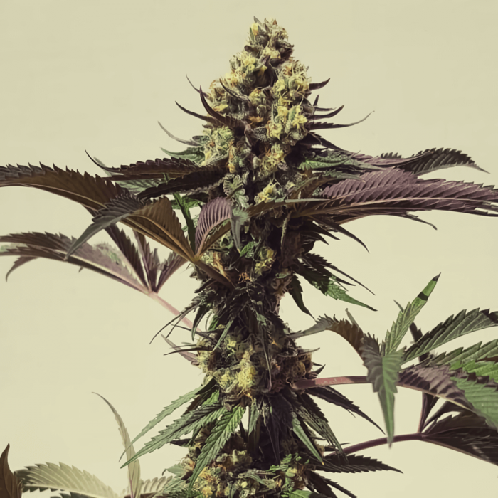 Semilla de marihuana feminizada Royal Cookies de Royal Queen Seeds, cogollo morado.
