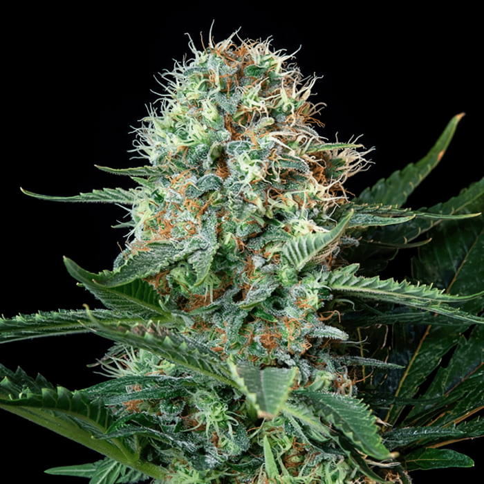 Semilla de marihuana feminizada Royal Cookies de Royal Queen Seeds, resina.